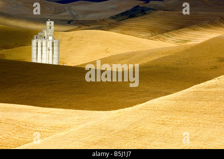 Un élévateur à grains entre les collines de blé mûr prêt à être récolté après-midi dans la région de Washington Palouse Banque D'Images