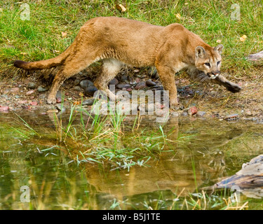 Les tiges de Mountain lion à bord de l'eau - des conditions contrôlées Banque D'Images