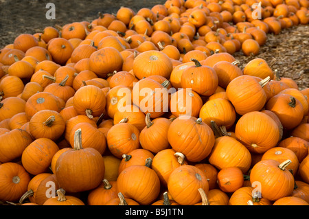 Une rivière de petites citrouilles récoltées empilés et prêts pour la vente dans l'ouest de Washington Banque D'Images