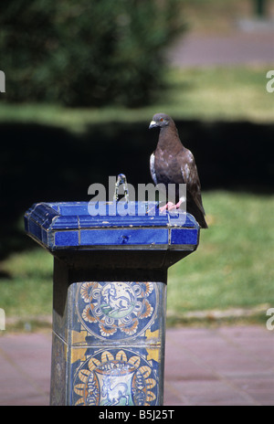 Pigeon feral (Columba Livia) sur fontaine à boire décorée de carreaux de céramique à Plaza Italia, Mendoza, Argentine Banque D'Images