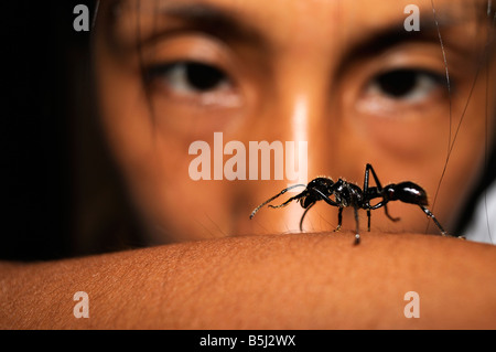 Isula ou Bullet Ant Paraponera clavata Banque D'Images