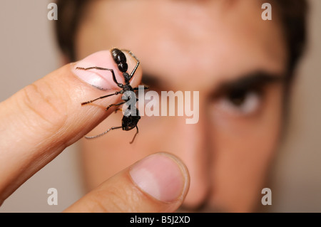 Isula ou Bullet Ant Paraponera clavata Banque D'Images