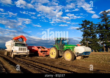 Un tracteur muni d'une arracheuse de pommes de terre deux rangs de pommes de terre rouges, des charges dans un camion dans le nord-ouest de Washington Banque D'Images