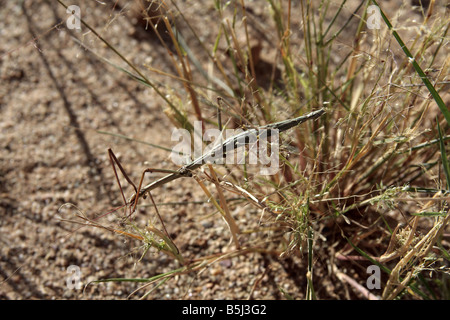 Les femelles de la walkingstick ou phasme (sauterelle de cricket), Arizona, USA Banque D'Images