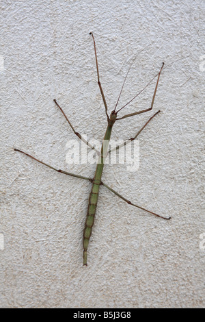 Les femelles de la walkingstick ou phasme (sauterelle de cricket), Arizona, USA Banque D'Images