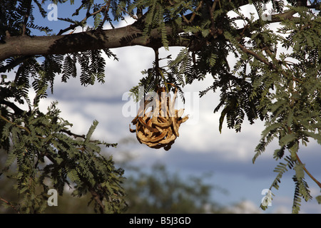 Velvet mesquite (Prosopis velutina), Arizona, USA Banque D'Images