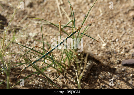 Walkingstick mâle phasme ou commun (sauterelle de cricket), Arizona, USA Banque D'Images