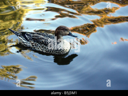 USA un canard nageant dans un étang de réflexion Le canard est le nom commun d'un certain nombre d'espèces de la famille des anatidés d'oiseaux Banque D'Images