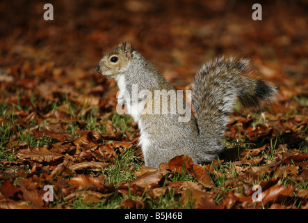 L'Écureuil gris (Sciurus carolinensis) se nourrissent dans les feuilles d'automne Banque D'Images