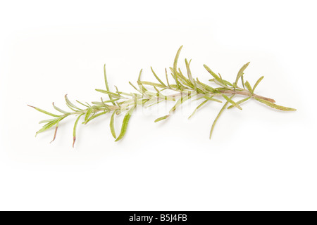 Branche de romarin isolated on a white background studio Banque D'Images