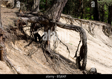 Les racines des arbres dans un ravin en Roztocze Pologne Banque D'Images