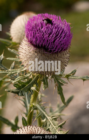 Chardon laineux Cirsium eriophorum prairie calcaire Dorset Banque D'Images