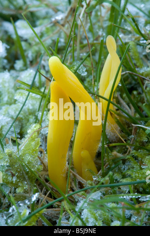 Les fusées de l'or dans les prairies après de fortes gelées Clavulinopsis fusiformis nouvelle Forêt Banque D'Images