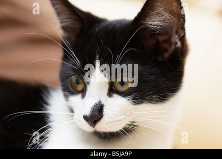 Chaton à poil court domestique, homme, Royaume-Uni Photographié dans la maison de famille. Banque D'Images