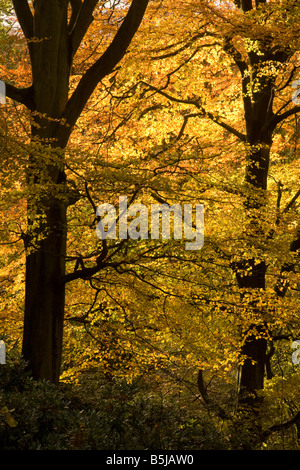 L'automne à Styal Woods, Cheshire, Royaume-Uni Banque D'Images