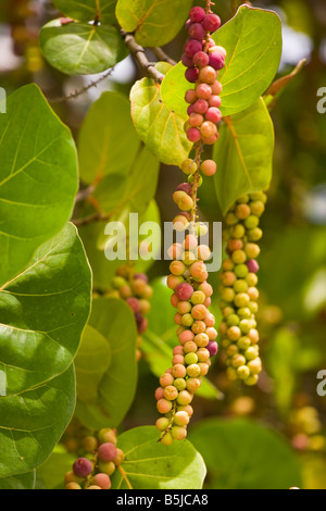 CAYE CAULKER BELIZE sea grapes mûrs sur l'arbre Banque D'Images