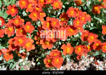 Helianthemum nummularium 'Fire Dragon' Banque D'Images