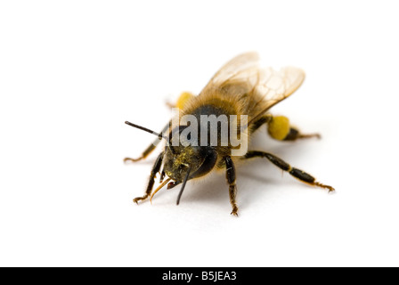 Travailleur d'abeilles Apis mellifera Banque D'Images