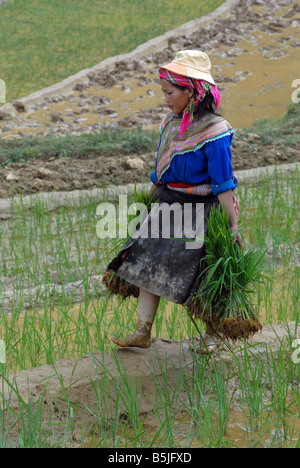 Femme Hmong fleurs travaillant dans les rizières du nord du Vietnam Banque D'Images