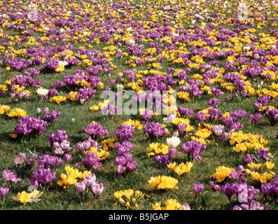 Plantation de masse de bulbes de crocus vivaces dans la fleur à travers la pelouse d'herbe Chelmsford Essex Angleterre Royaume-Uni Banque D'Images