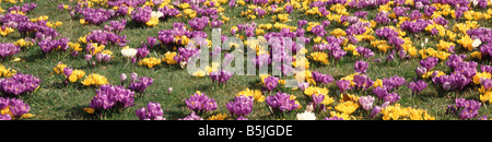 La plantation massive de crocus bulbes en fleurs dans votre pelouse Banque D'Images