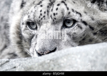 Panthera uncia SNOW LEOPARD Banque D'Images