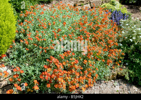 Helianthemum nummularium 'Fire Dragon' Banque D'Images