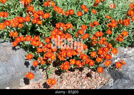 Helianthemum nummularium 'Fire Dragon' Banque D'Images