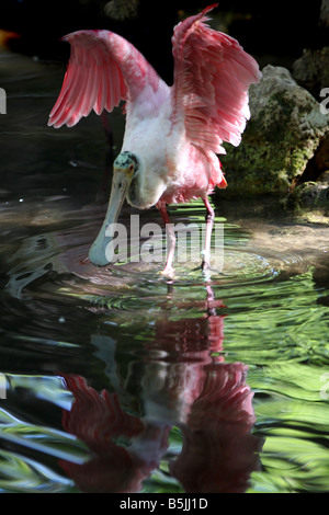 Stock photo d'une pêche roseate spoonbill Banque D'Images