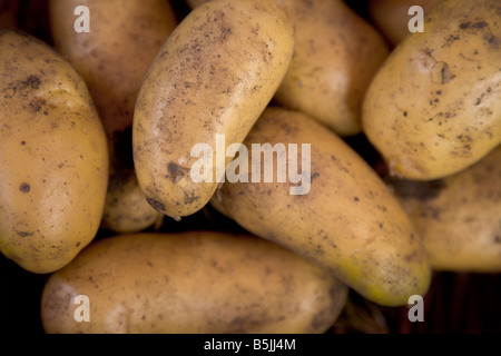 Produire des pommes allotissement- fraîchement creusée Banque D'Images