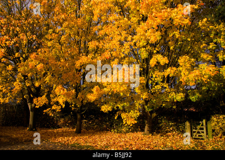 L'automne à Style, Cheshire, Royaume-Uni Banque D'Images