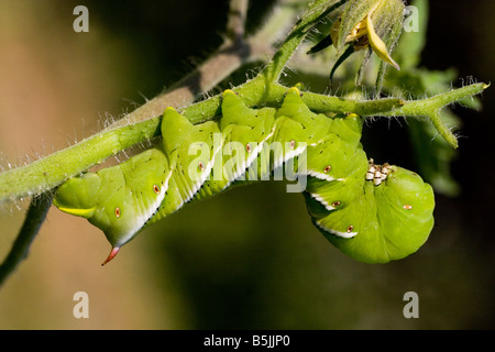 Sphinx du tabac Manduca sexta caterpillar parfois confus pour le sphinx de la tomate sur un plant de tomate Banque D'Images