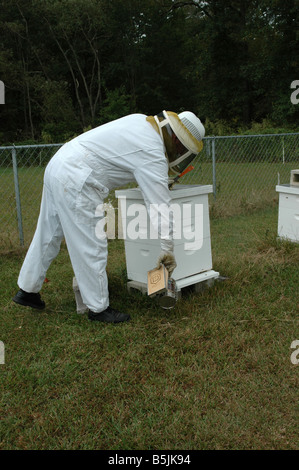 Un apiculteur fumeurs sa ruche pour calmer les abeilles. Banque D'Images