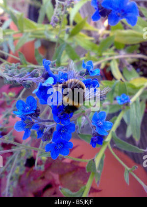 Forget me nots fleurs bleues du pollen d'abeille Miel nectar jardin insecte voler sting bumble en pot plante sauvage été recueillir recueillir Banque D'Images