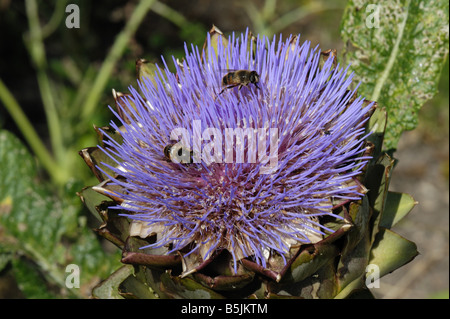 Artichaut Cynara scolymus fleur avec mouches bourdon Banque D'Images