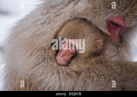 Singes dans la neige National Jigokudani Monkey Park Nagano Japon Banque D'Images