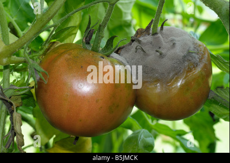 La moisissure grise Botrytis cinerea sur les tomates en serre mycélium Banque D'Images