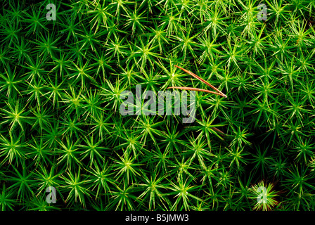 Aiguille de pin sur mousse polytric Polytrichum commune (commune) Banque D'Images