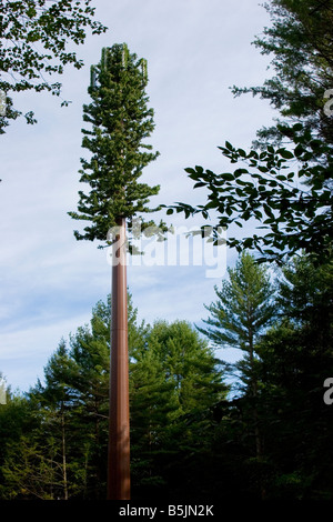 Arbre tour de téléphonie cellulaire dans les bois Banque D'Images