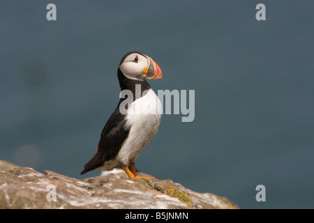 Macareux moine sur l'île de Skomer avec vue sur la mer depuis le haut d'une falaise à la perche Banque D'Images