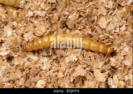 Ténébrion meunier Tenebrio molitor beetle larva Banque D'Images