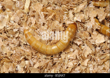 Ténébrion meunier Tenebrio molitor beetle larva Banque D'Images