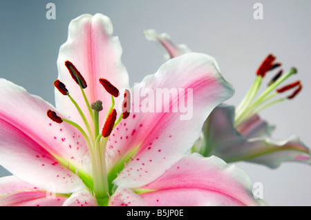 Le lis Stargazer A.K.A. Lilium Star Gazer, est une grande Fleur parfumée de la famille Liliacées. Banque D'Images