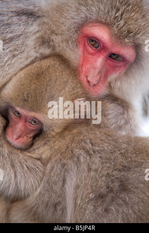 Singes dans la neige National Jigokudani Monkey Park Nagano Japon Banque D'Images