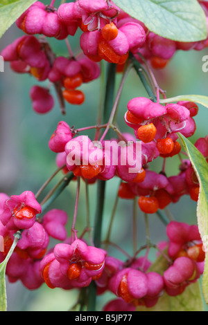 L'arbre de fusée Euonymus europaeus CLOSE UP OF BERRIES Banque D'Images