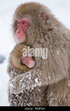 Jigokudani Monkey Park National, Nagano, Japon : Neige singes (Macaca fuscata) en hiver Banque D'Images