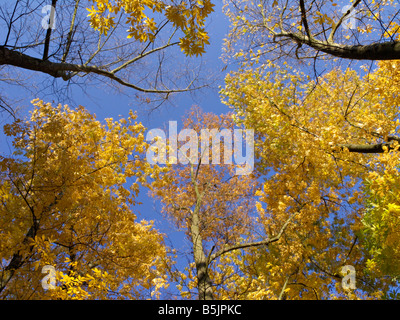 Caryer cordiforme (Carya cordiformis) Banque D'Images