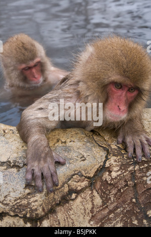 Singes dans la neige National Jigokudani Monkey Park Nagano Japon Banque D'Images