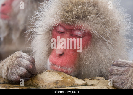 Singes dans la neige National Jigokudani Monkey Park Nagano Japon Banque D'Images