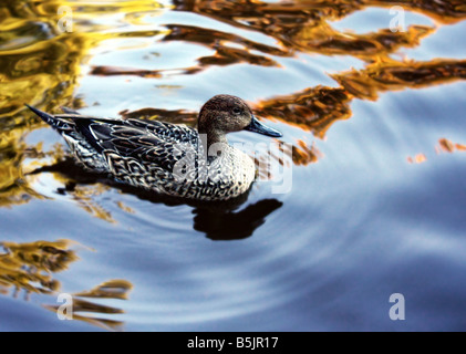 USA un canard nageant dans un étang de réflexion Le canard est le nom commun d'un certain nombre d'espèces de la famille des anatidés d'oiseaux Banque D'Images